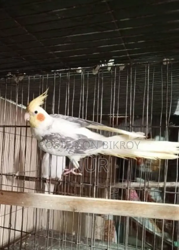 Running Cockatiel Pair