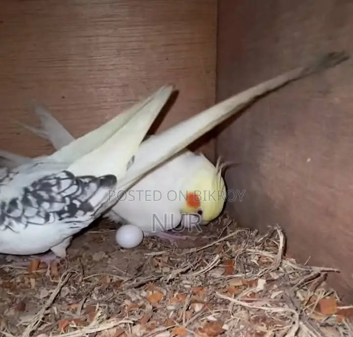 Running Cockatiel Pair