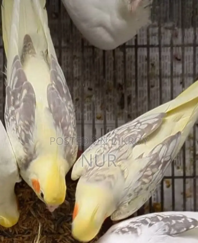Running Cockatiel Pair