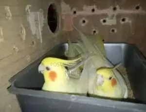 Running Cockatiel Pair