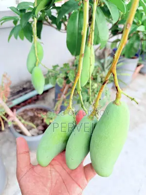 ব্যানানা ম্যাঙ্গো গাছ বিক্রয়