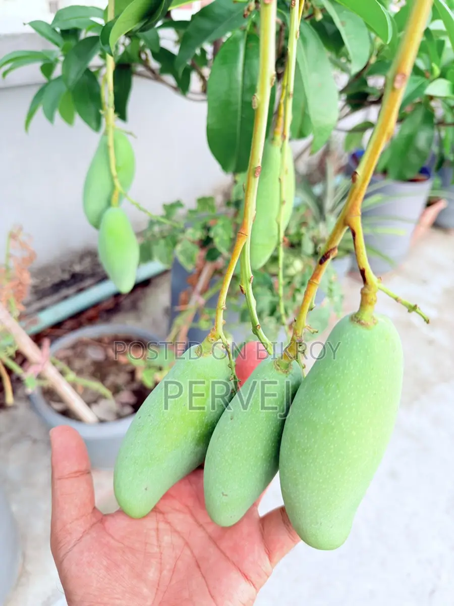 ব্যানানা ম্যাঙ্গো গাছ বিক্রয়