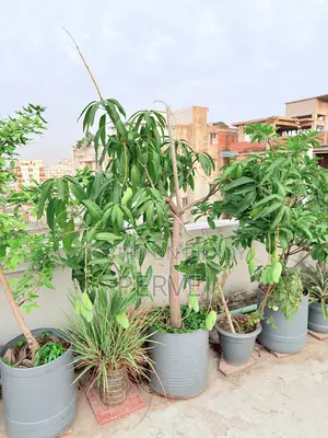 ব্যানানা ম্যাঙ্গো গাছ বিক্রয়