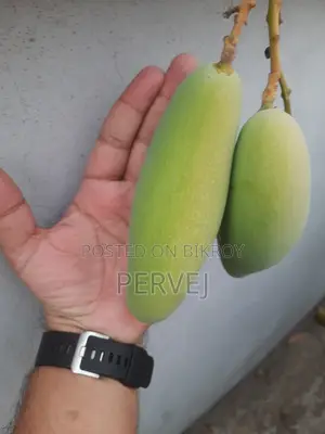 ব্যানানা ম্যাঙ্গো গাছ বিক্রয়