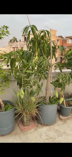 ব্যানানা ম্যাঙ্গো গাছ বিক্রয়