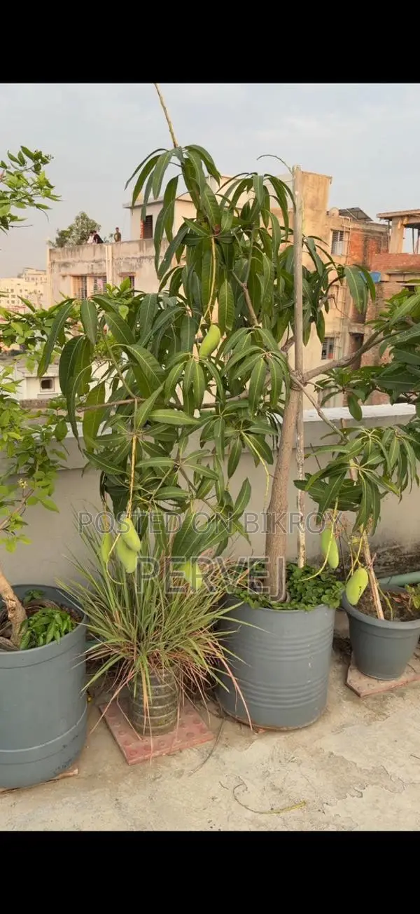 ব্যানানা ম্যাঙ্গো গাছ বিক্রয়