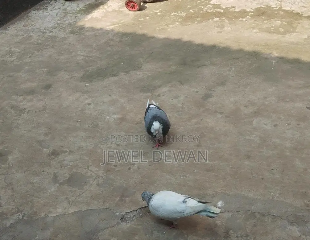 Two pigeons for sale