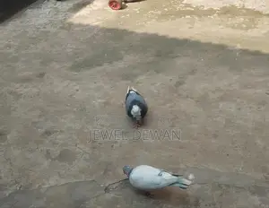 Two pigeons for sale