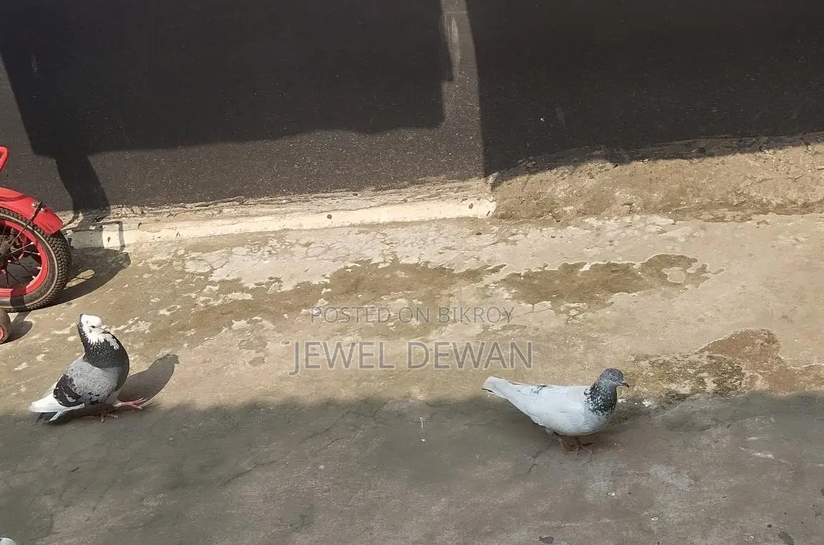 Two pigeons for sale