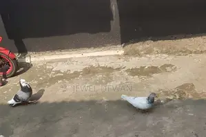 Two pigeons for sale