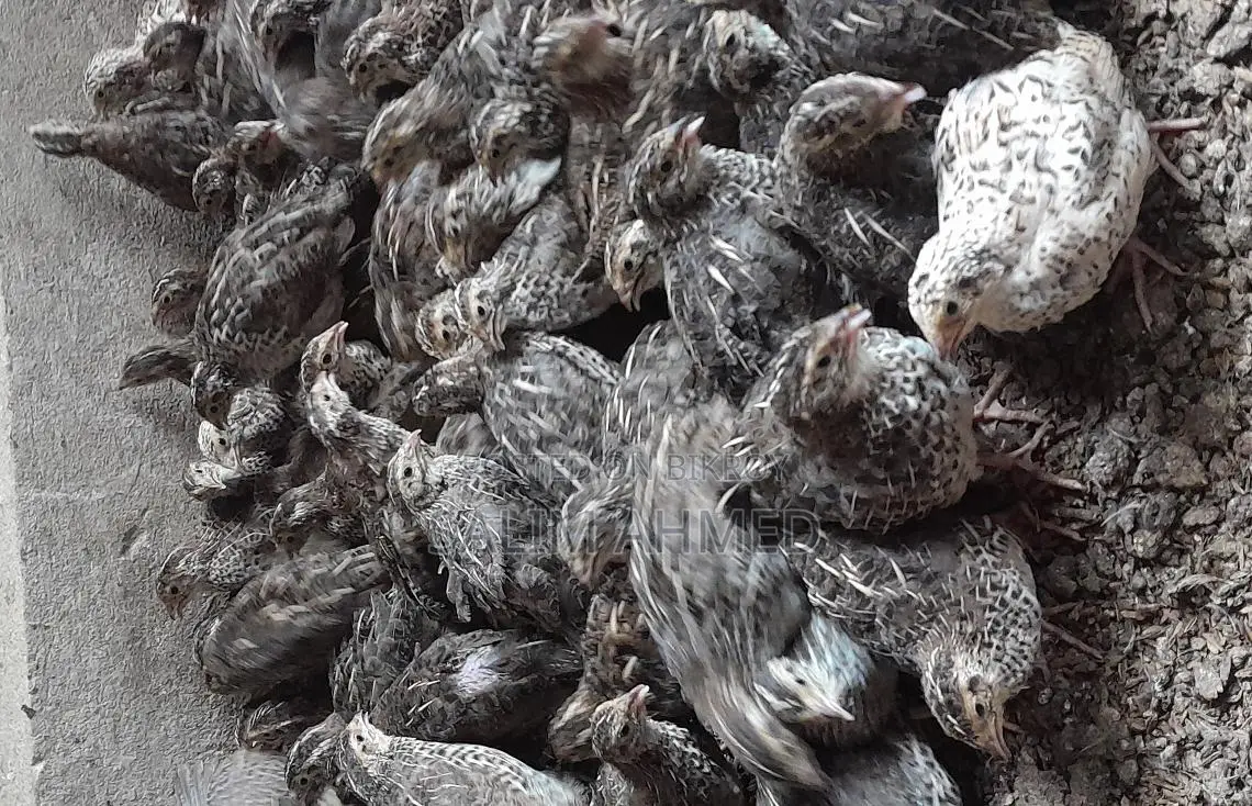 Quail Suitable for Laying Eggs