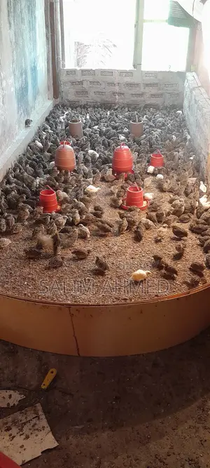 Quail Suitable for Laying Eggs