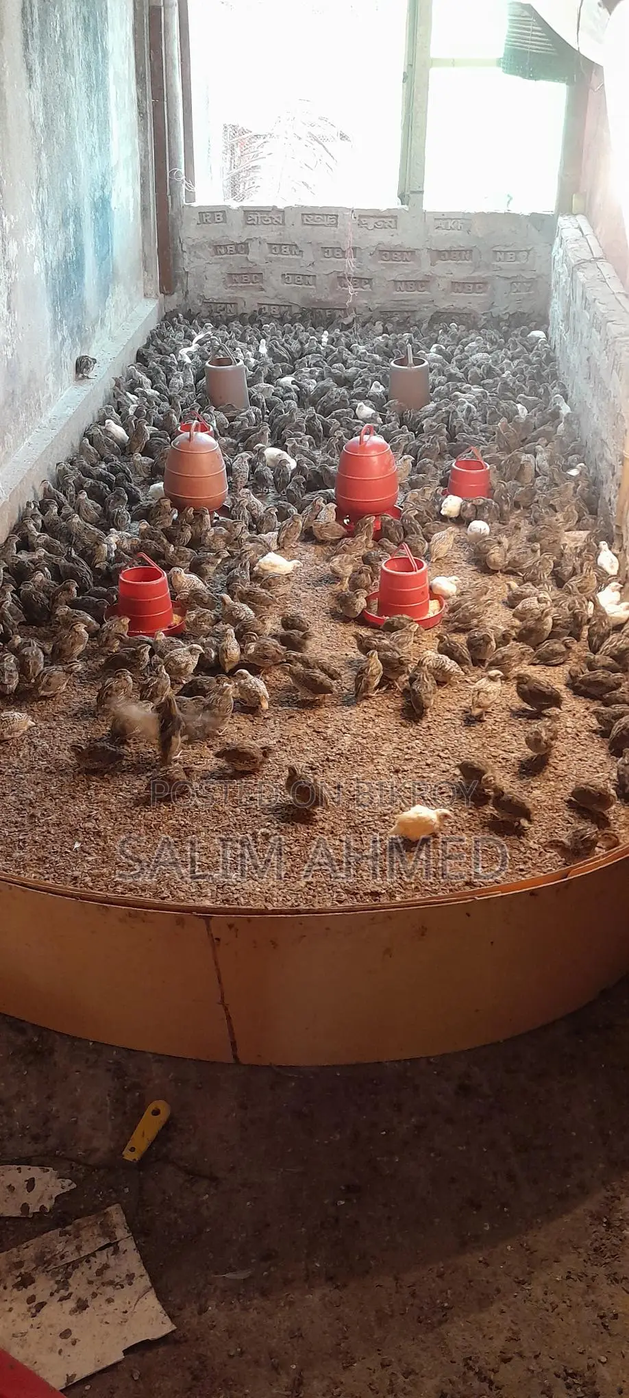 Quail Suitable for Laying Eggs