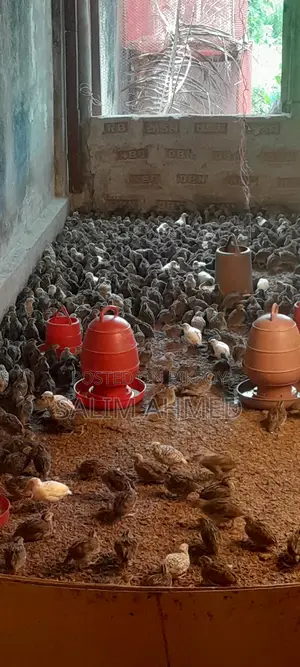 Quail Suitable for Laying Eggs