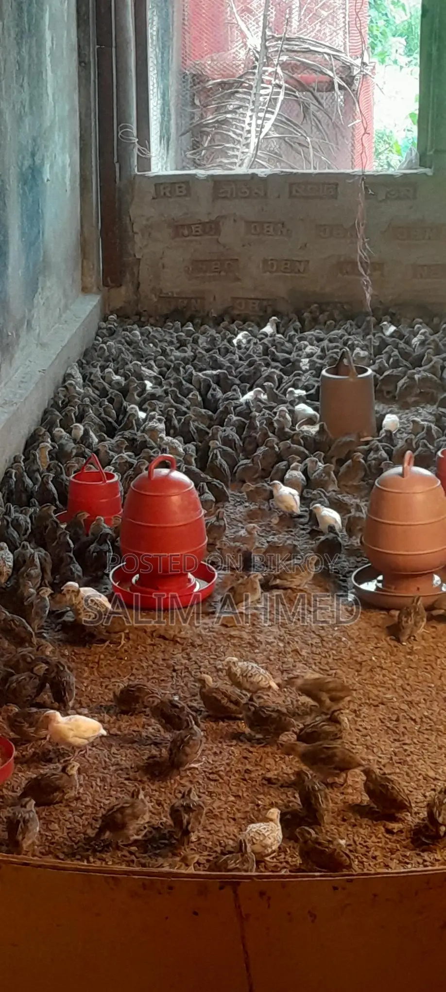 Quail Suitable for Laying Eggs