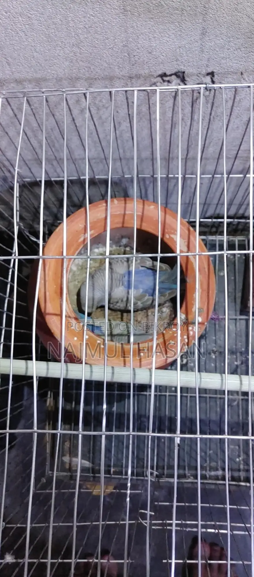 Budgerigar with Chicks and Eggs