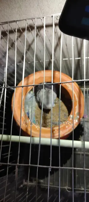 Budgerigar with Chicks and Eggs