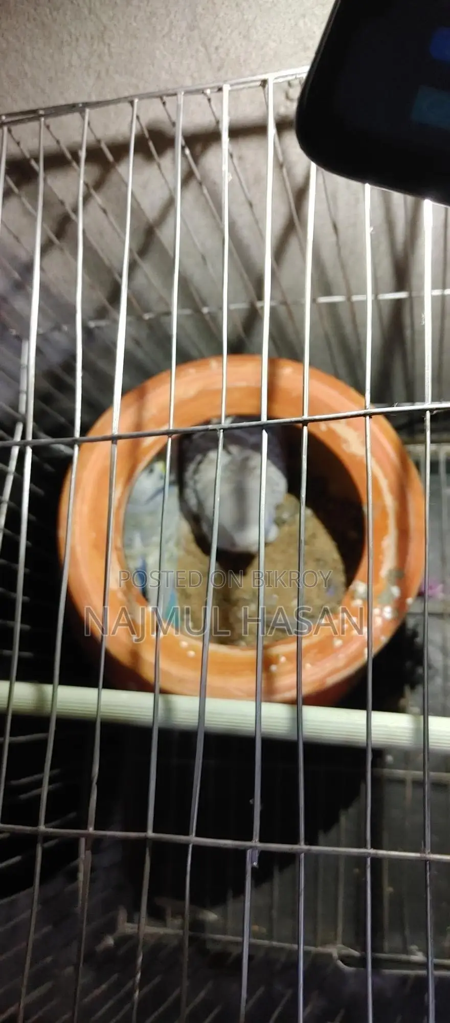 Budgerigar with Chicks and Eggs
