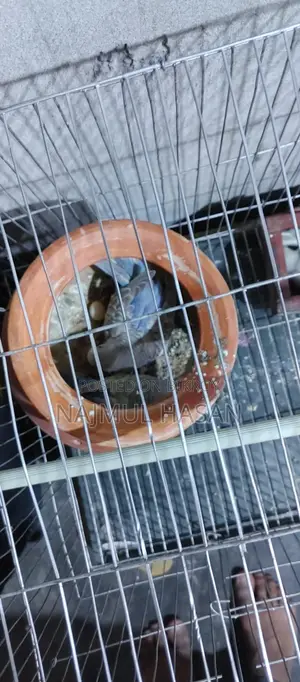 Budgerigar with Chicks and Eggs