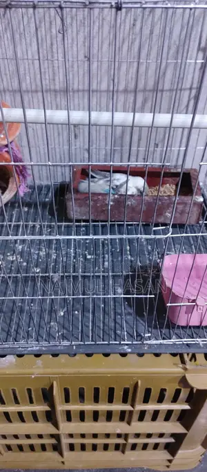Budgerigar with Chicks and Eggs