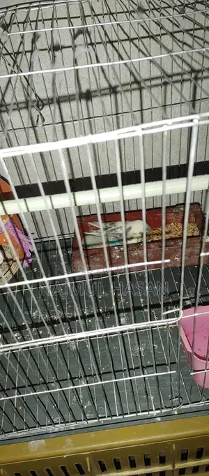 Budgerigar with Chicks and Eggs