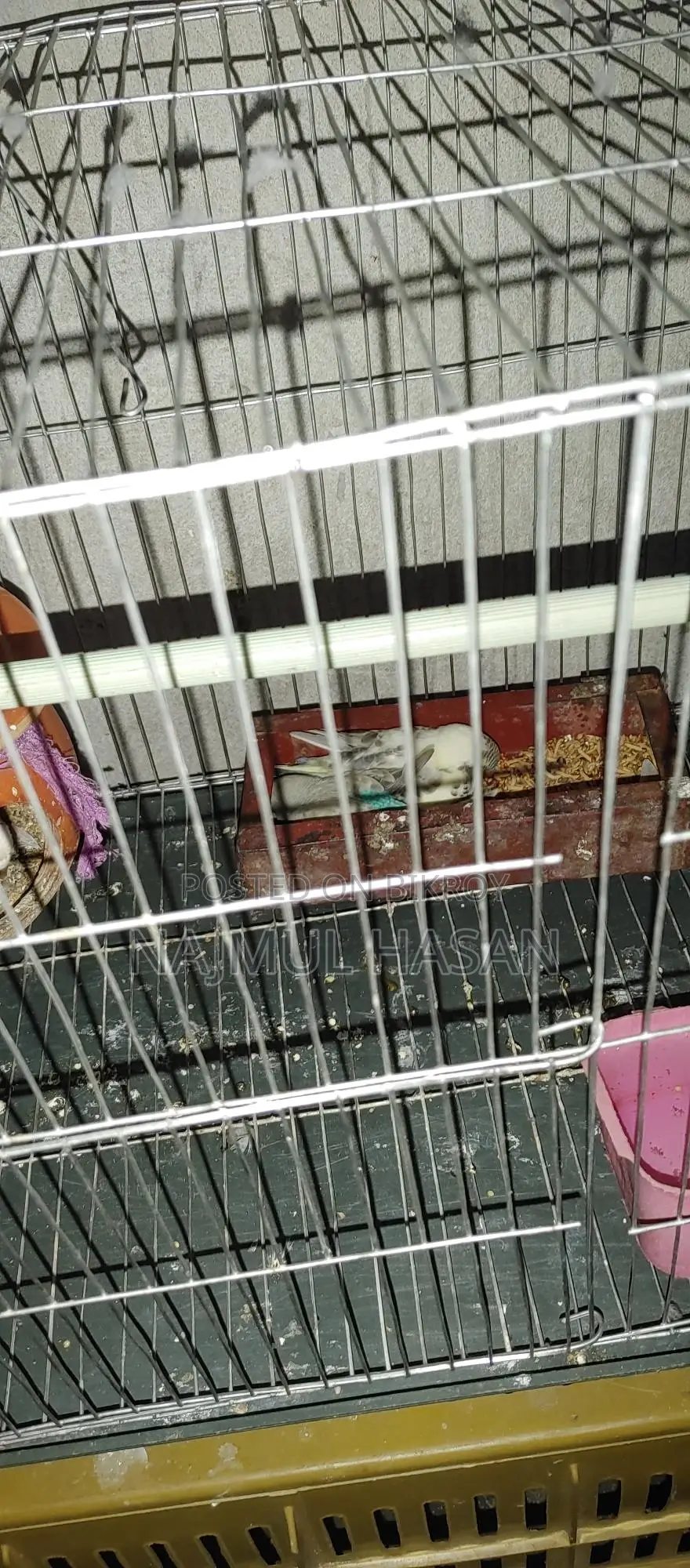 Budgerigar with Chicks and Eggs