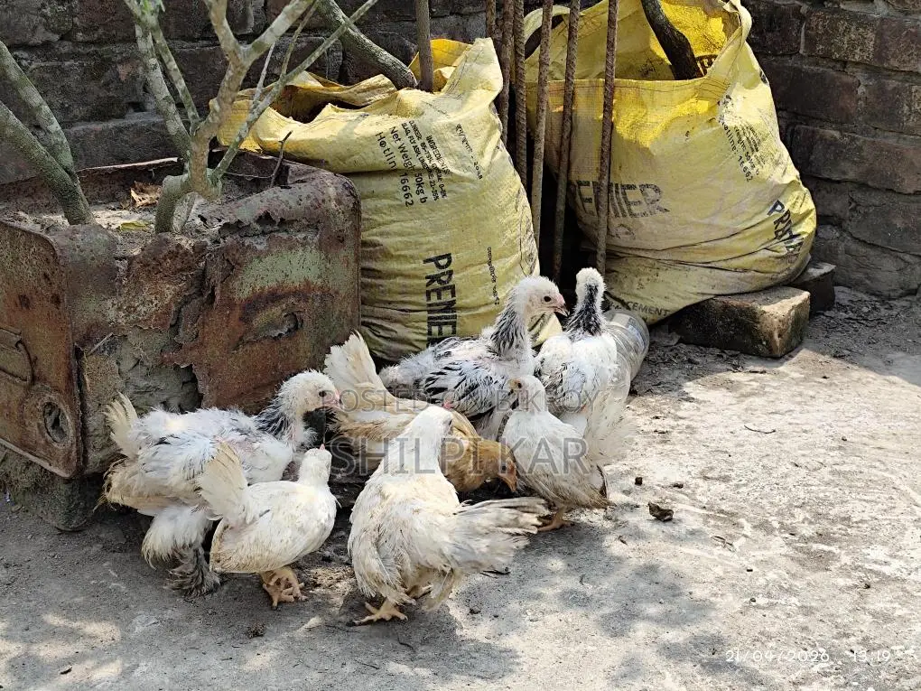 Foreign Breed Chickens