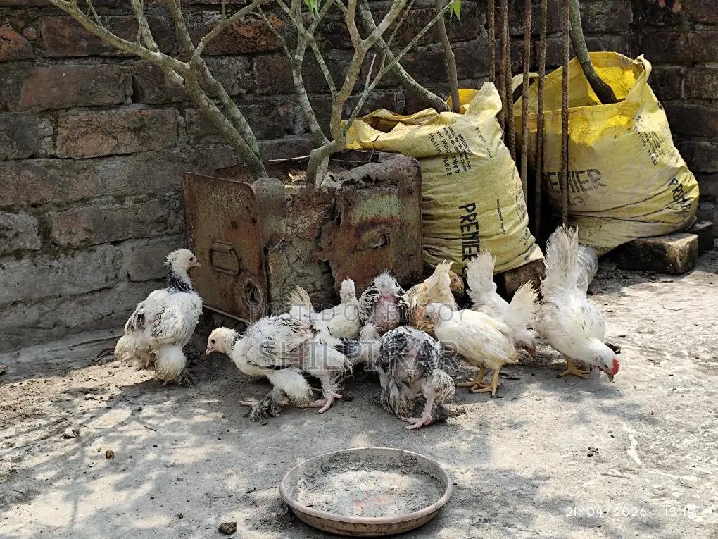 Foreign Breed Chickens