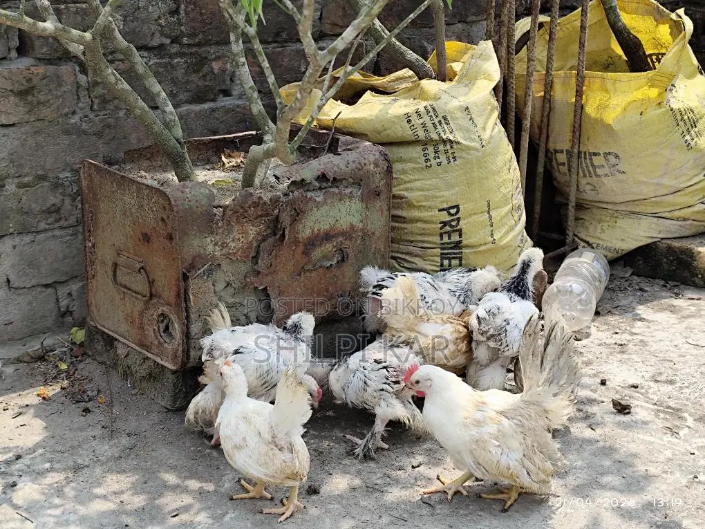 Foreign Breed Chickens