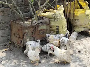 Foreign Breed Chickens