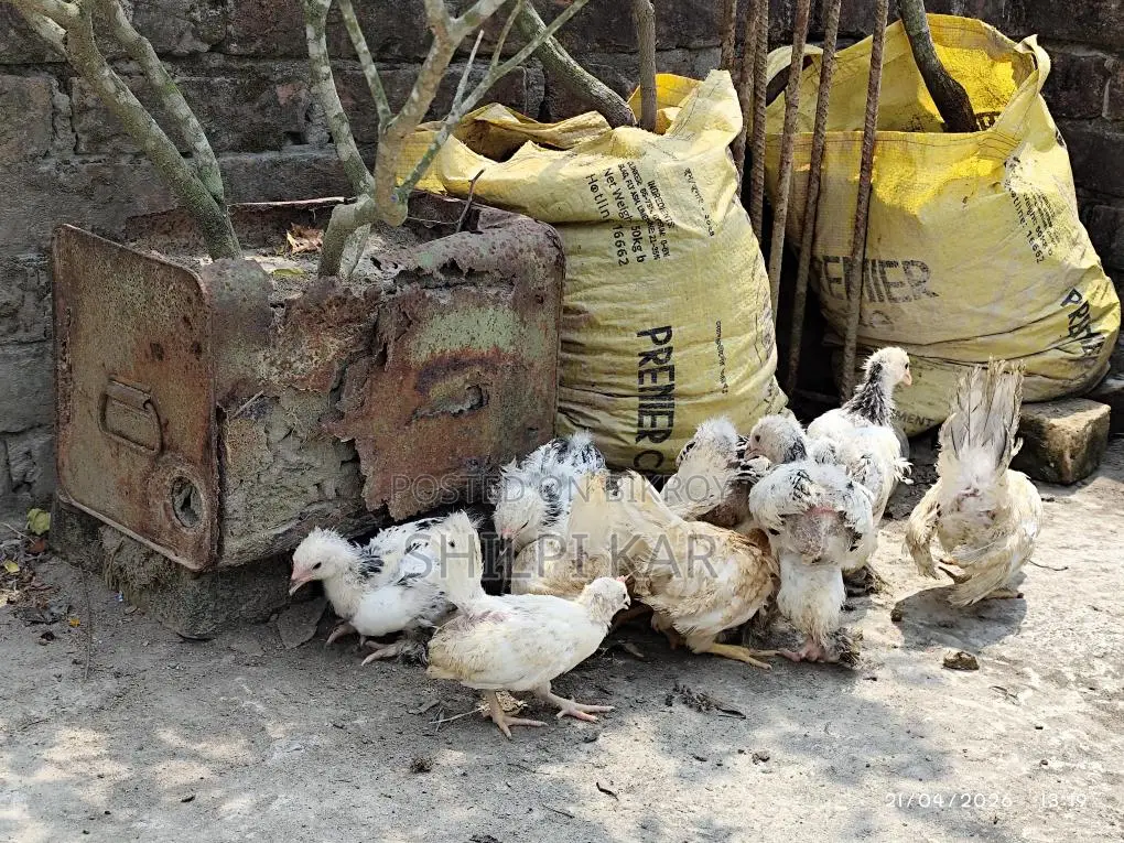 Foreign Breed Chickens