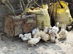 বিদেশি মুরগি