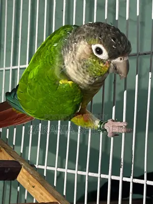 Green Cheek Conour Bird/পাখি