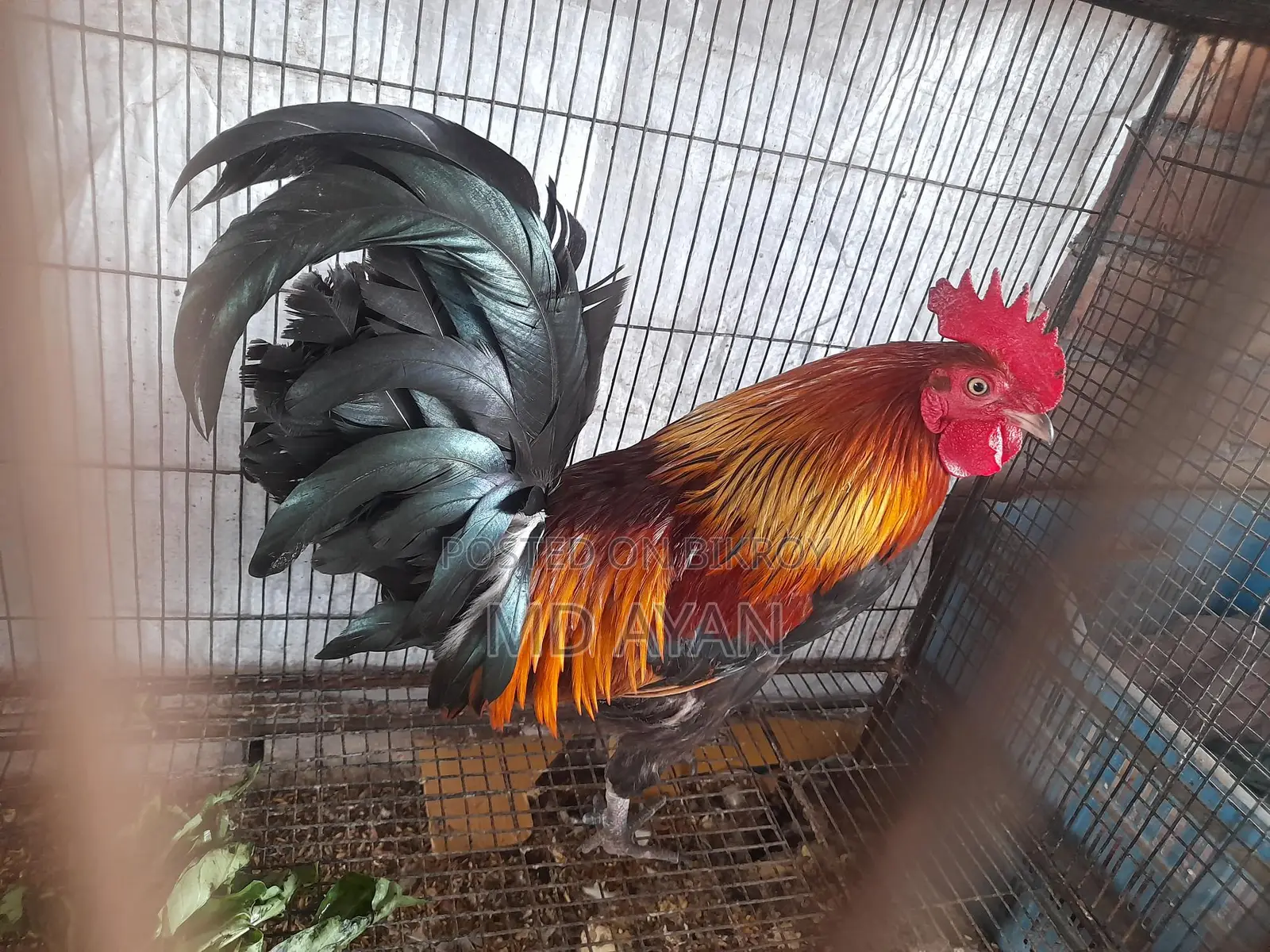 পাহাড়ি বন মোরগ।