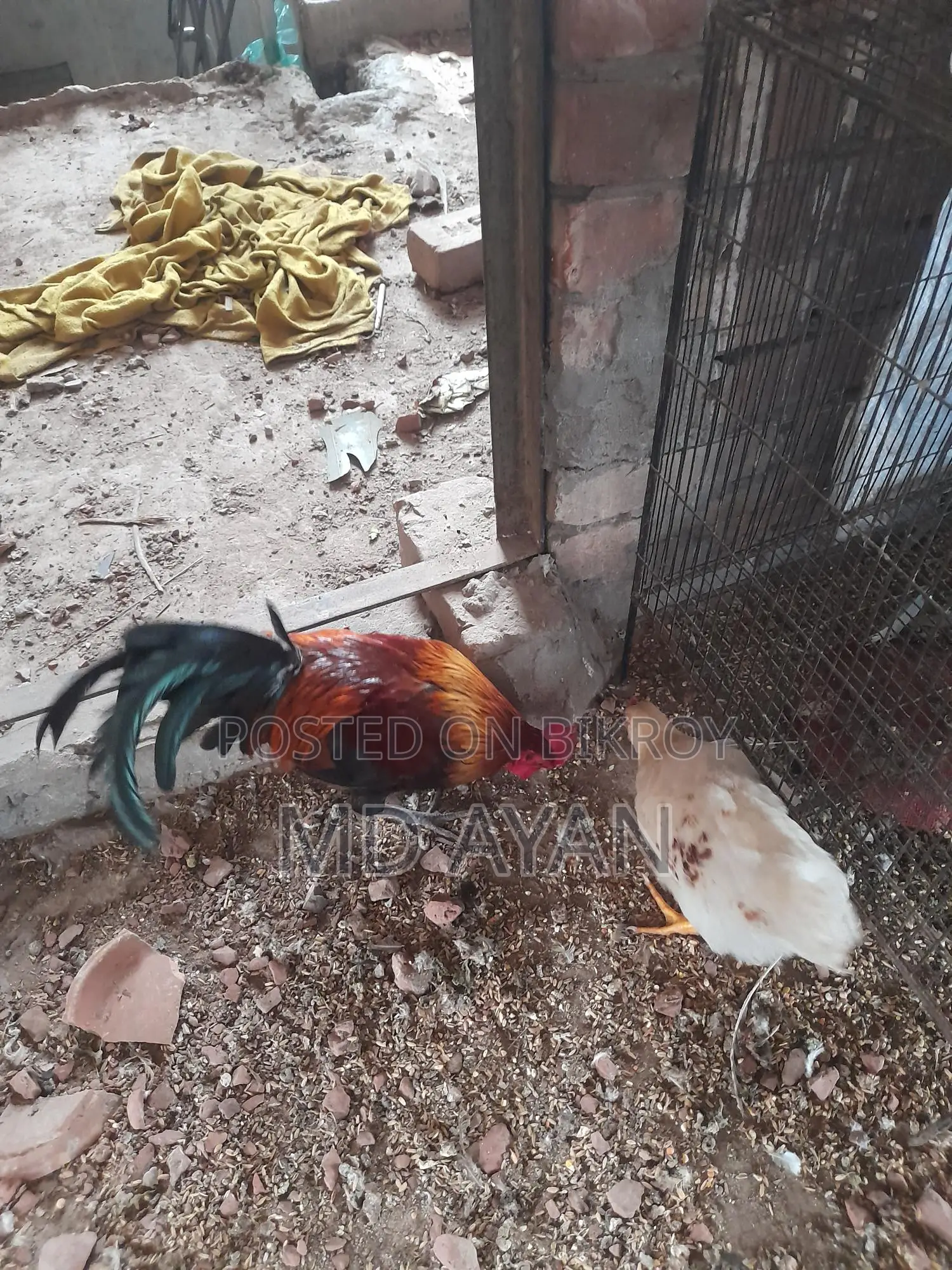 পাহাড়ি বন মোরগ।