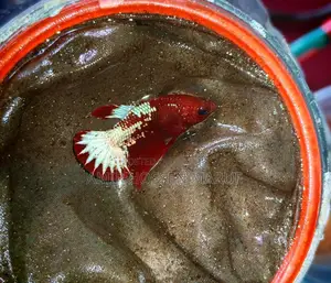 Fccp Placket Betta