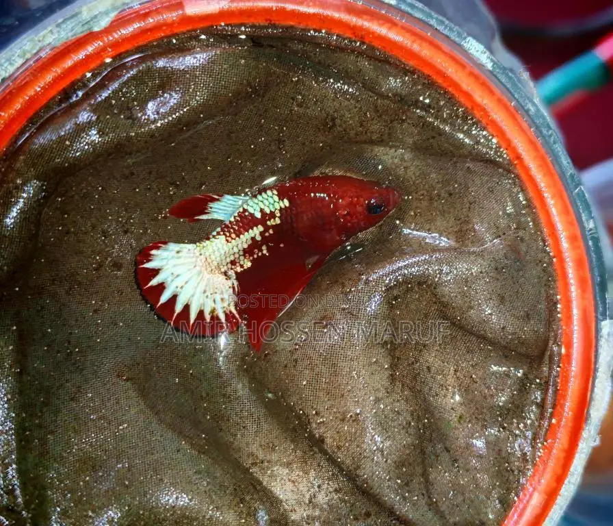 Fccp Placket Betta