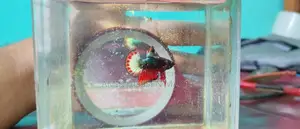Fccp Placket Betta