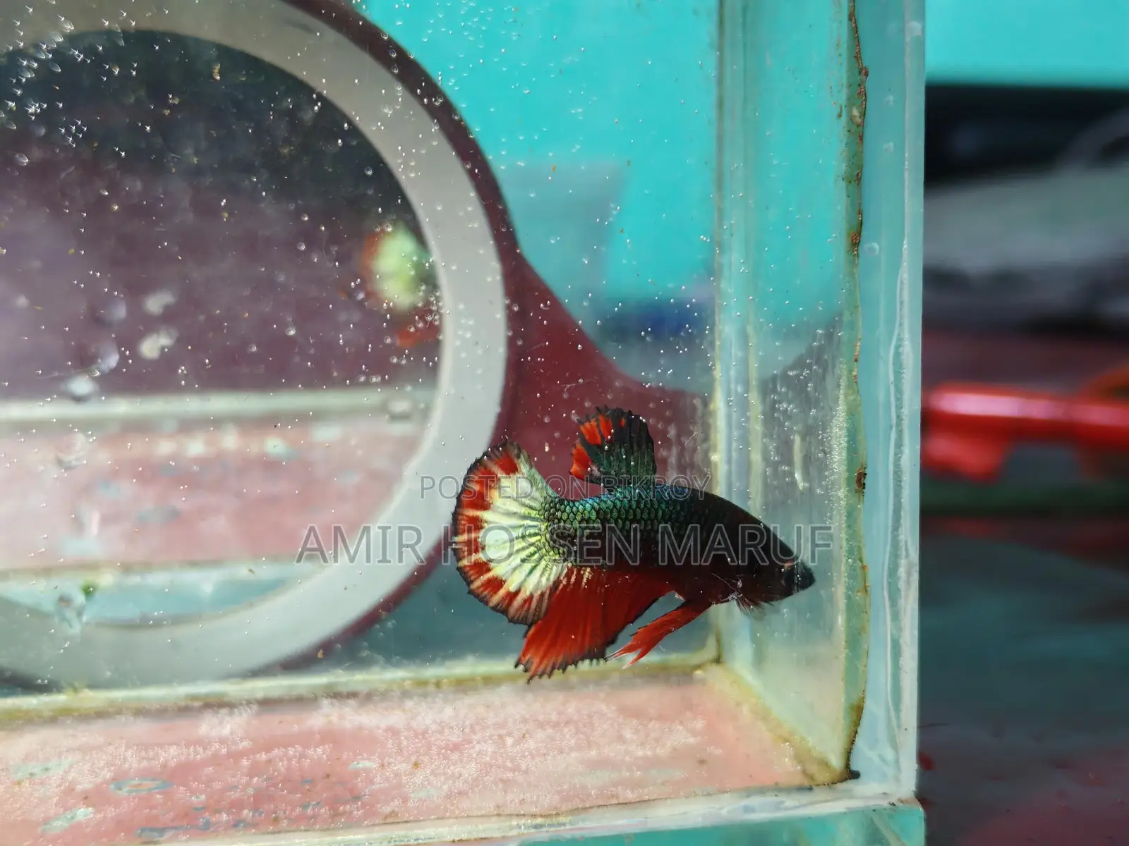 Fccp Placket Betta