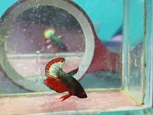 Fccp Placket Betta