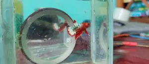 Fccp Placket Betta