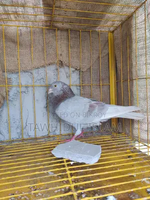 নর কবুতর হাতবদল হবে