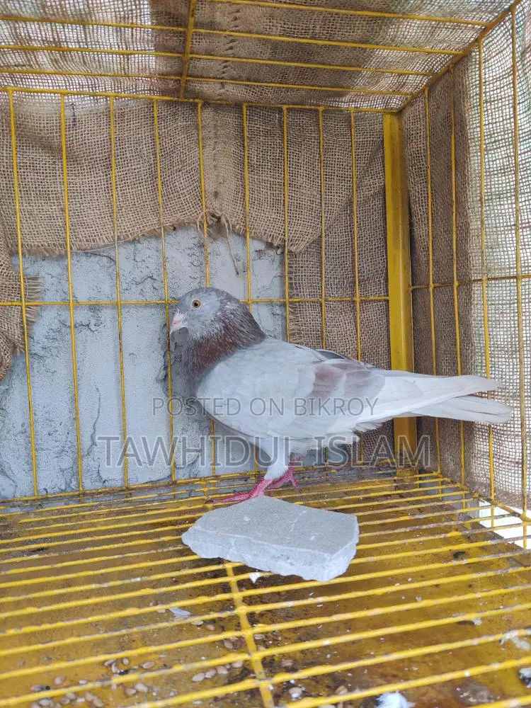 Male Pigeon for Sale