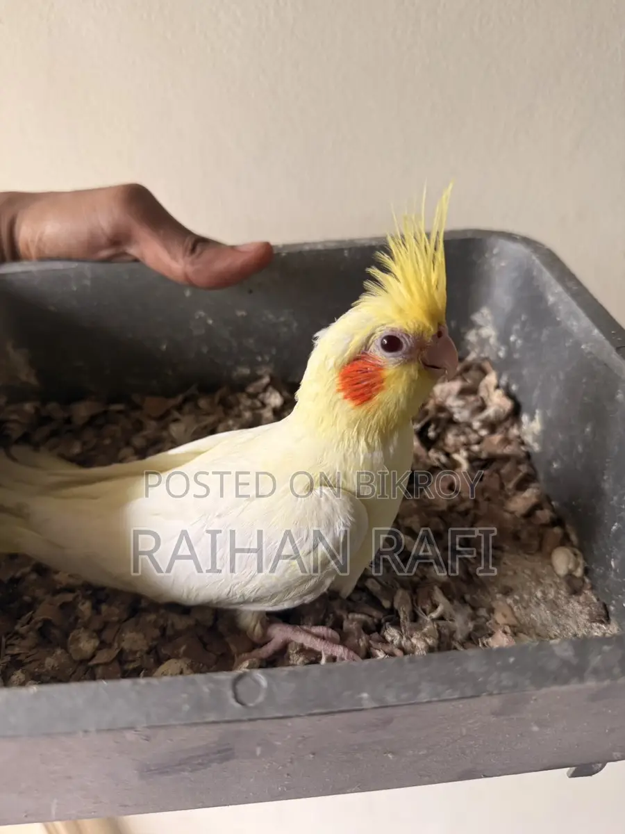 টেম সাইজ লুটিনো পার্ল বেবি বিক্রির জন্য