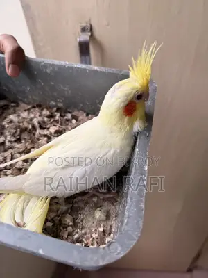 টেম সাইজ লুটিনো পার্ল বেবি বিক্রির জন্য