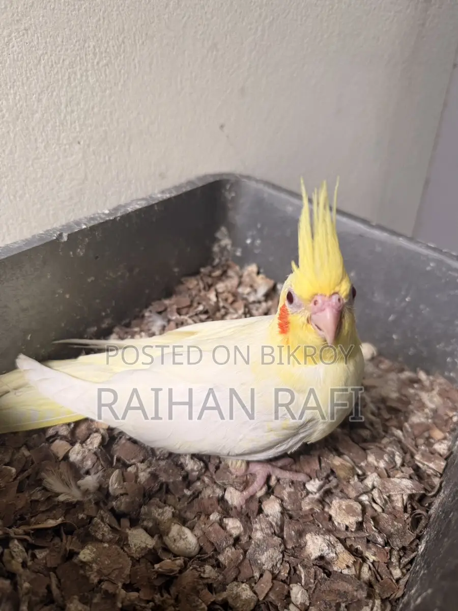 টেম সাইজ লুটিনো পার্ল বেবি বিক্রির জন্য