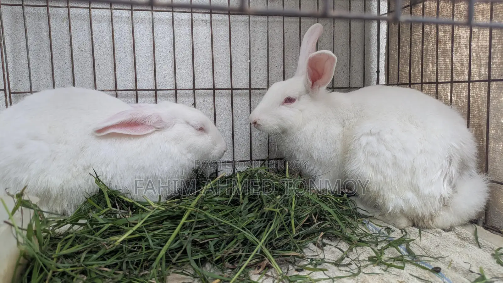 Two Rabbits for Sale
