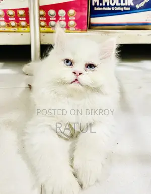 পার্সিয়ান কিটেন