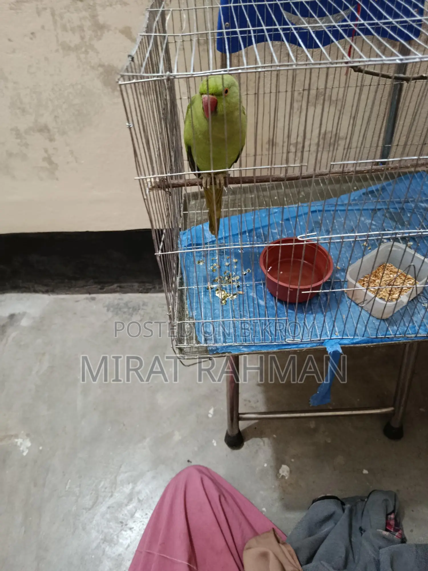 Parrot