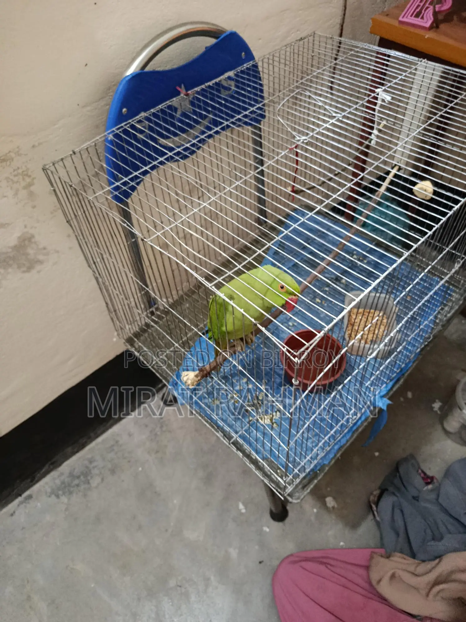 Parrot